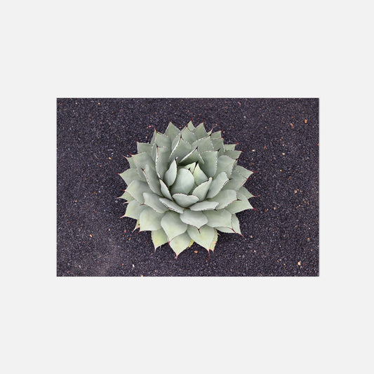 Poster Agave Fotografie