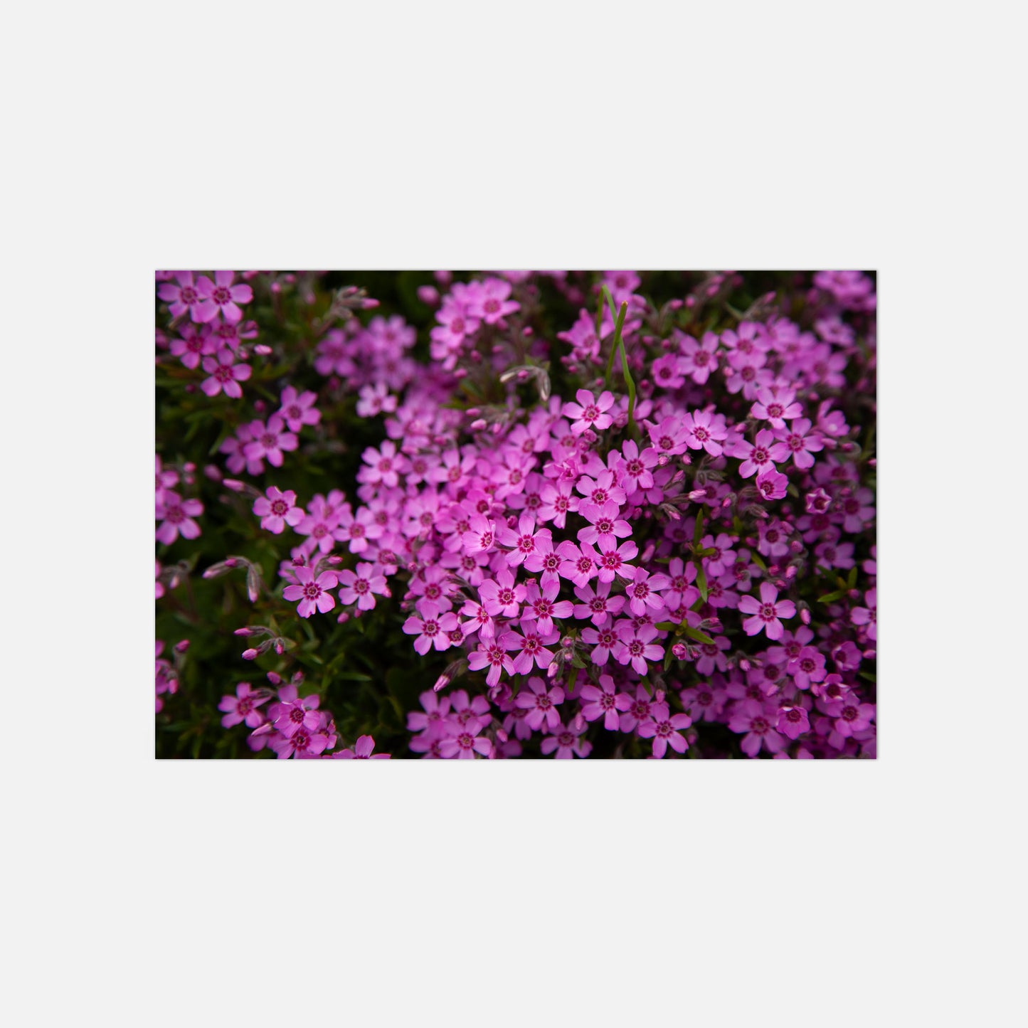 Poster "Der Polsterphlox" - Pinkes Blütenmeer Fotografie