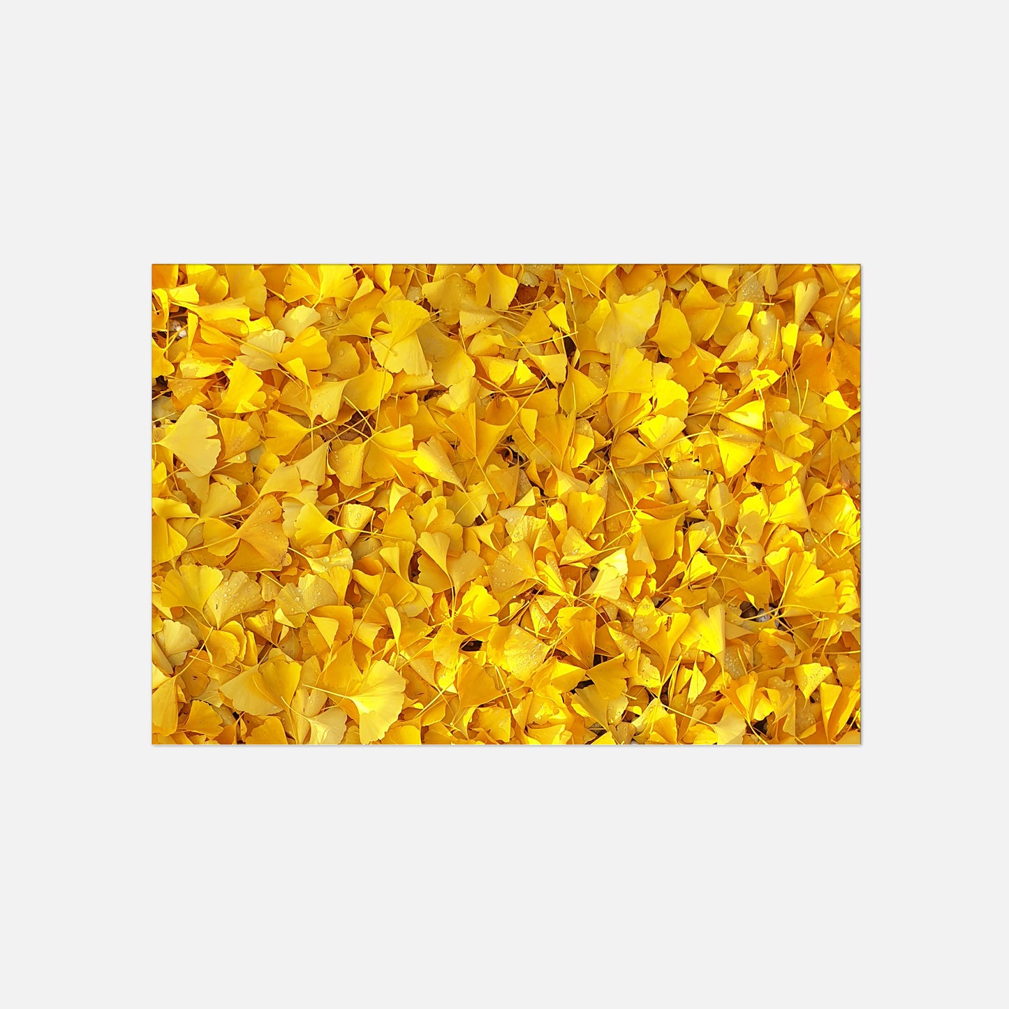 Poster Foto Ginkgo Blätter