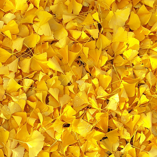 Ginkgo Blätter Fototapete