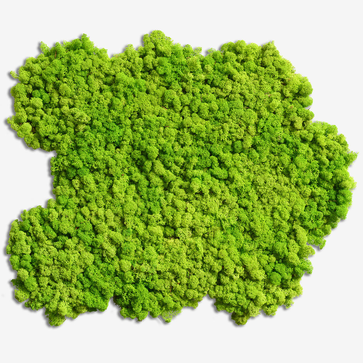 Moos Matte - Islandmoos Hex (2 Stk.)