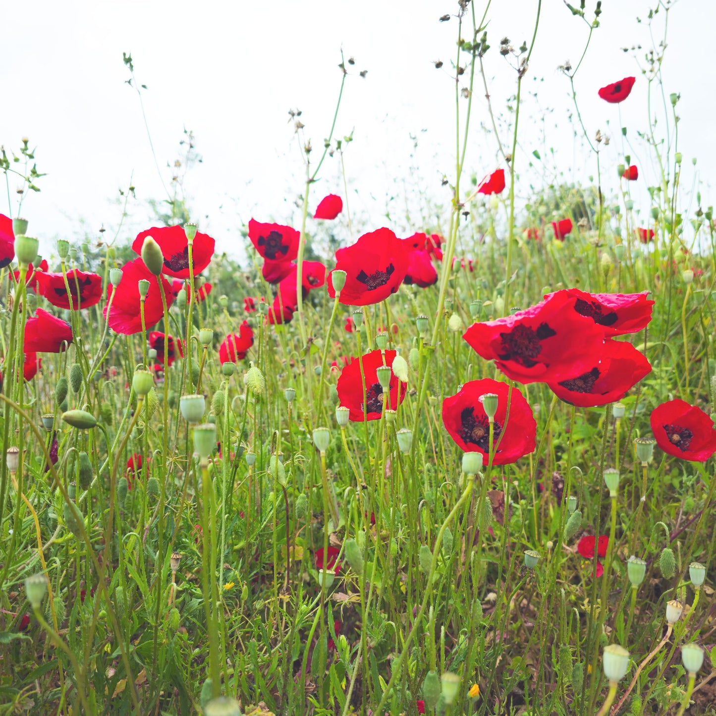 Mohnblumen Fototapete