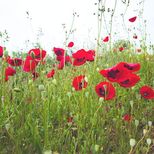 Mohnblumen Fototapete