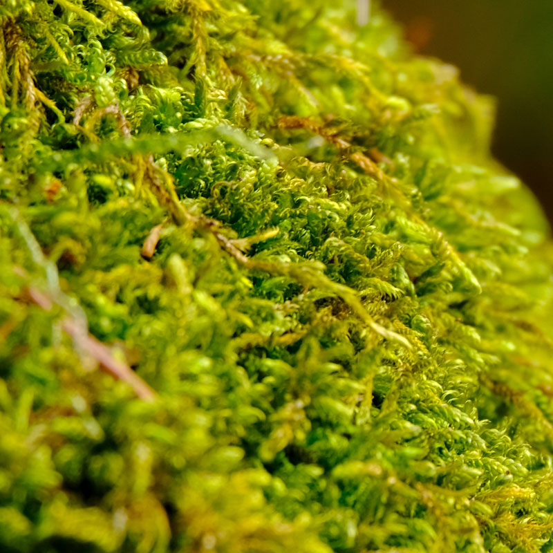 individuelle Naturwände - Mooswand Waldmoos