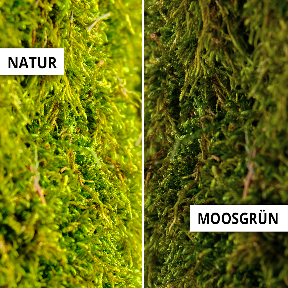 individuelle Naturwände - Mooswand Waldmoos