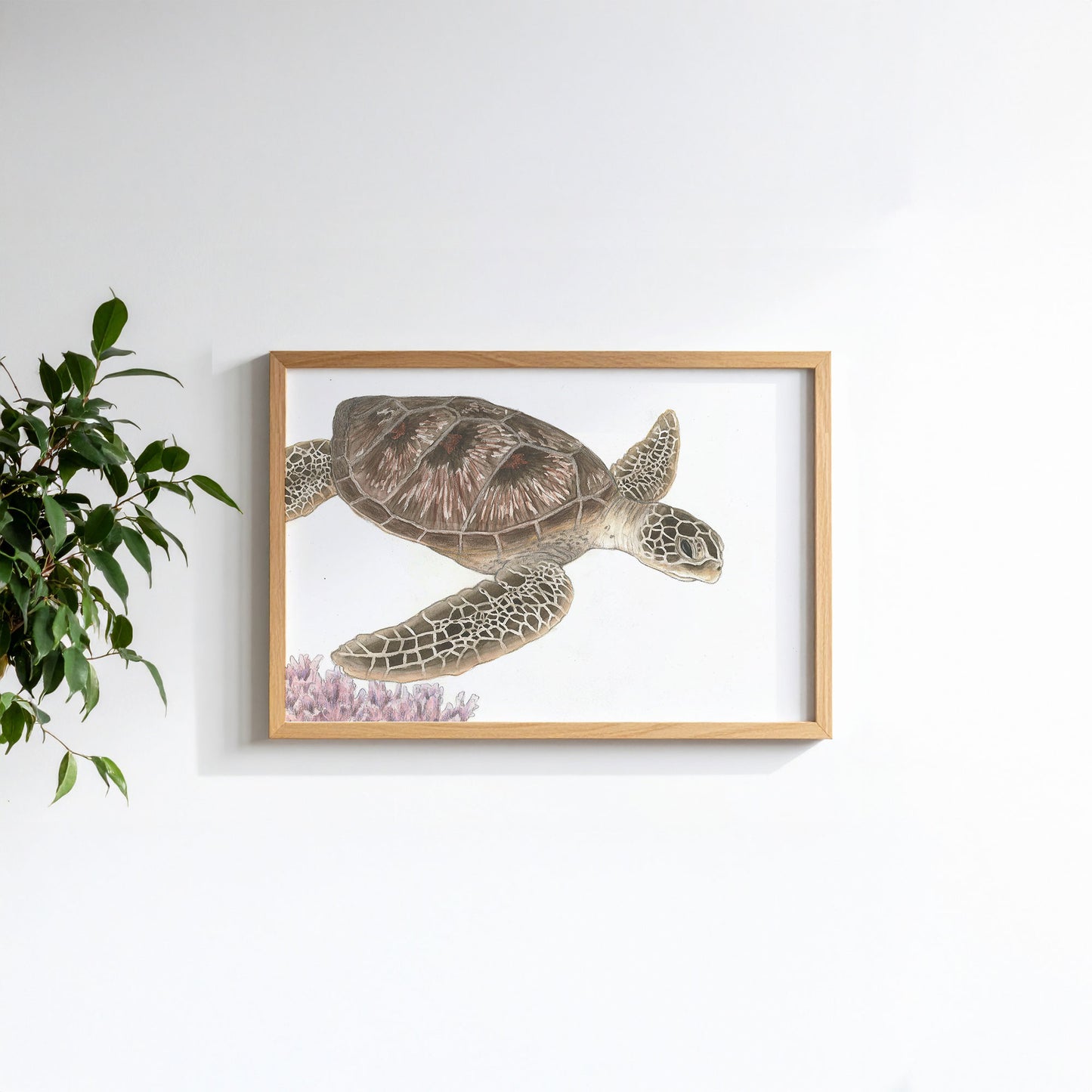 Schildkröte Illustration Poster