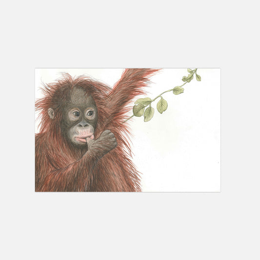 Affe Illustration Poster