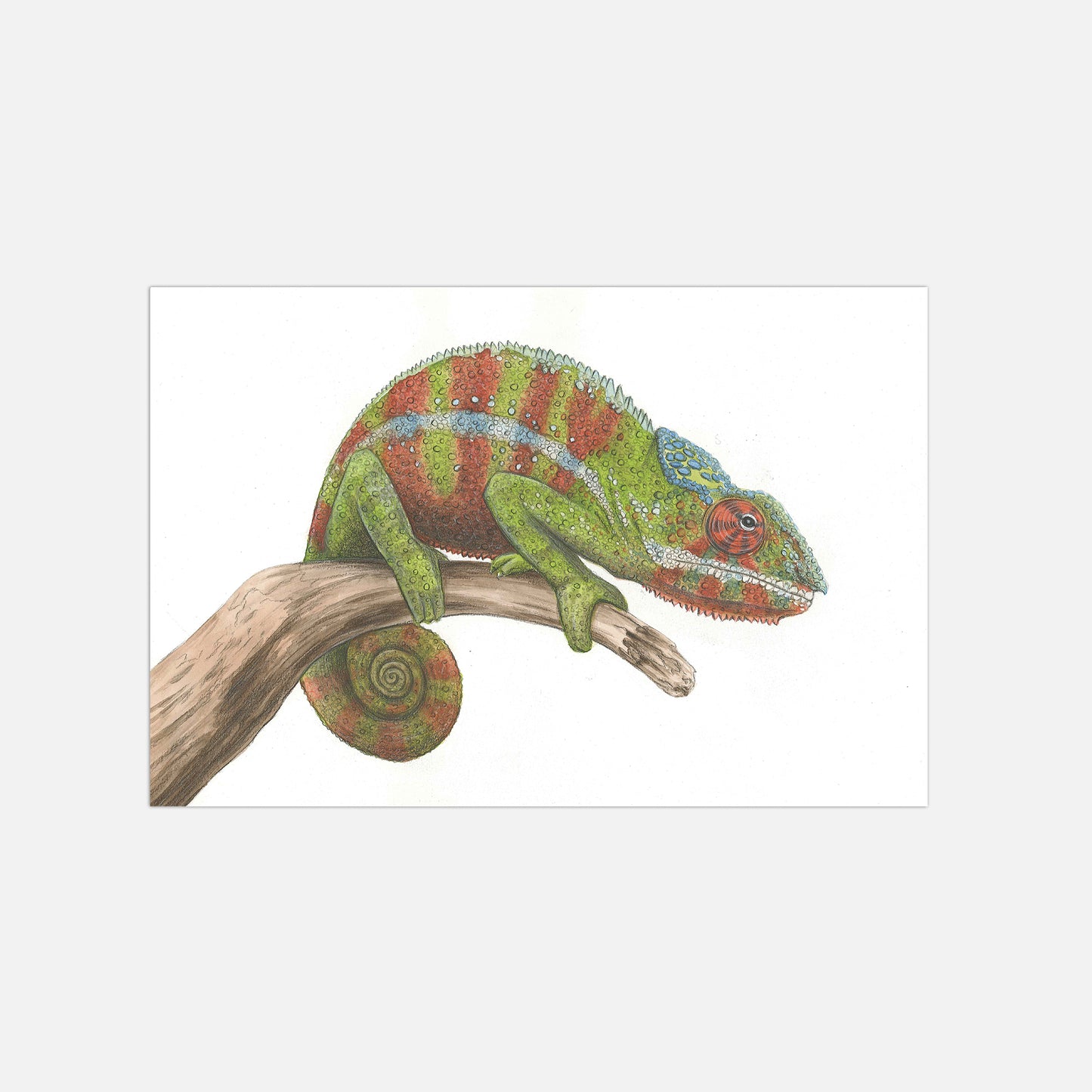 Chamäleon Illustration Poster
