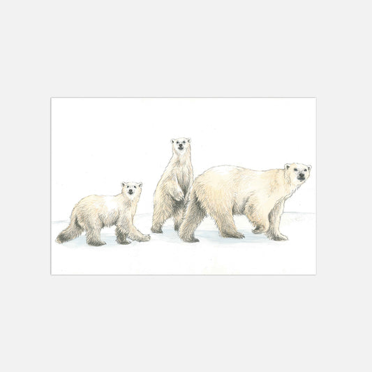 Eisbären Illustration Poster