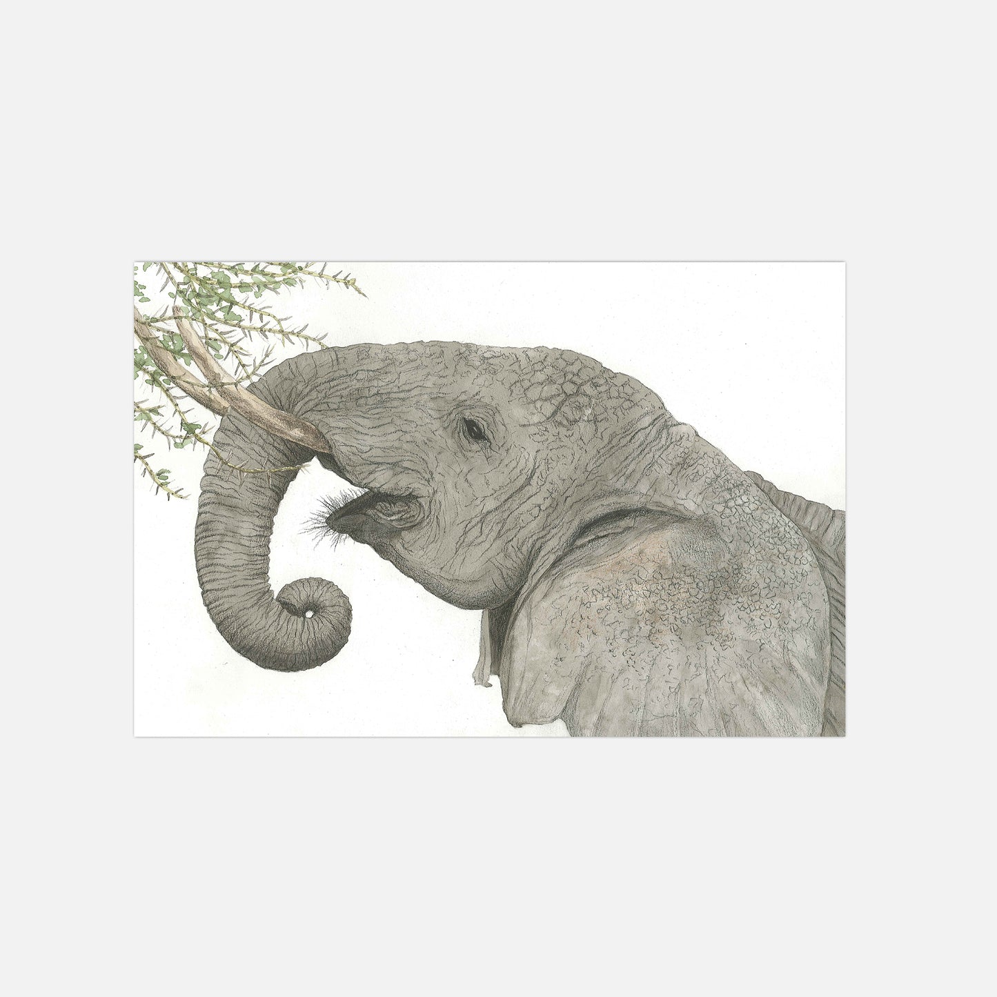 Elefant Illustration Poster