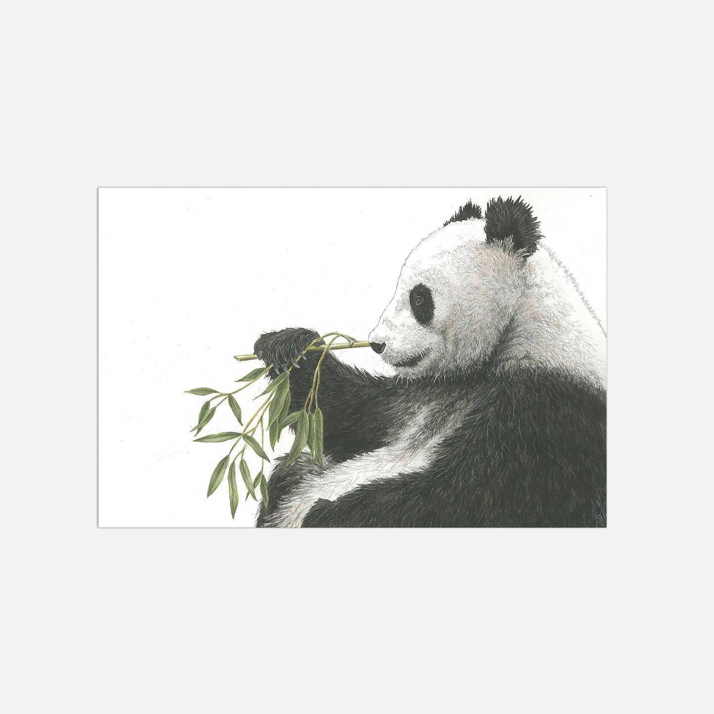 Panda Illustration Poster