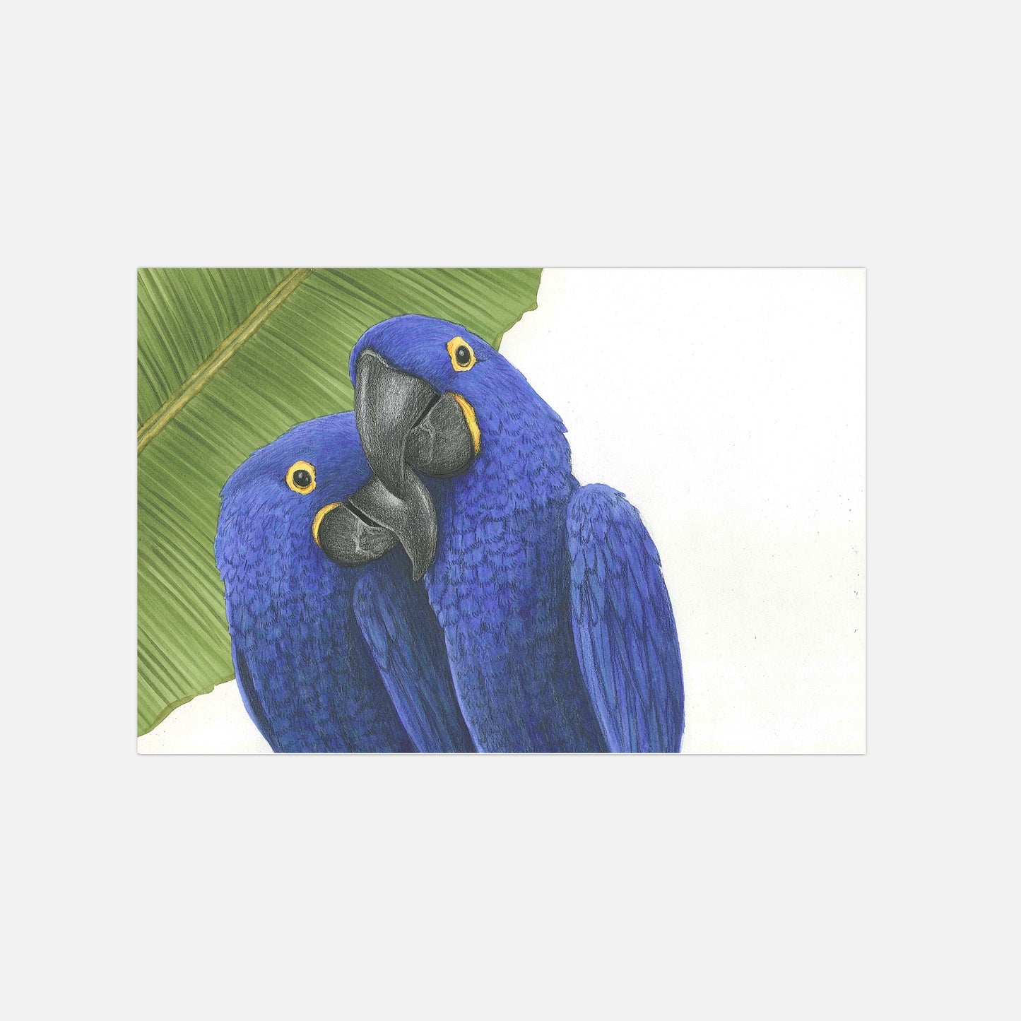 Papagaien Illustration Poster