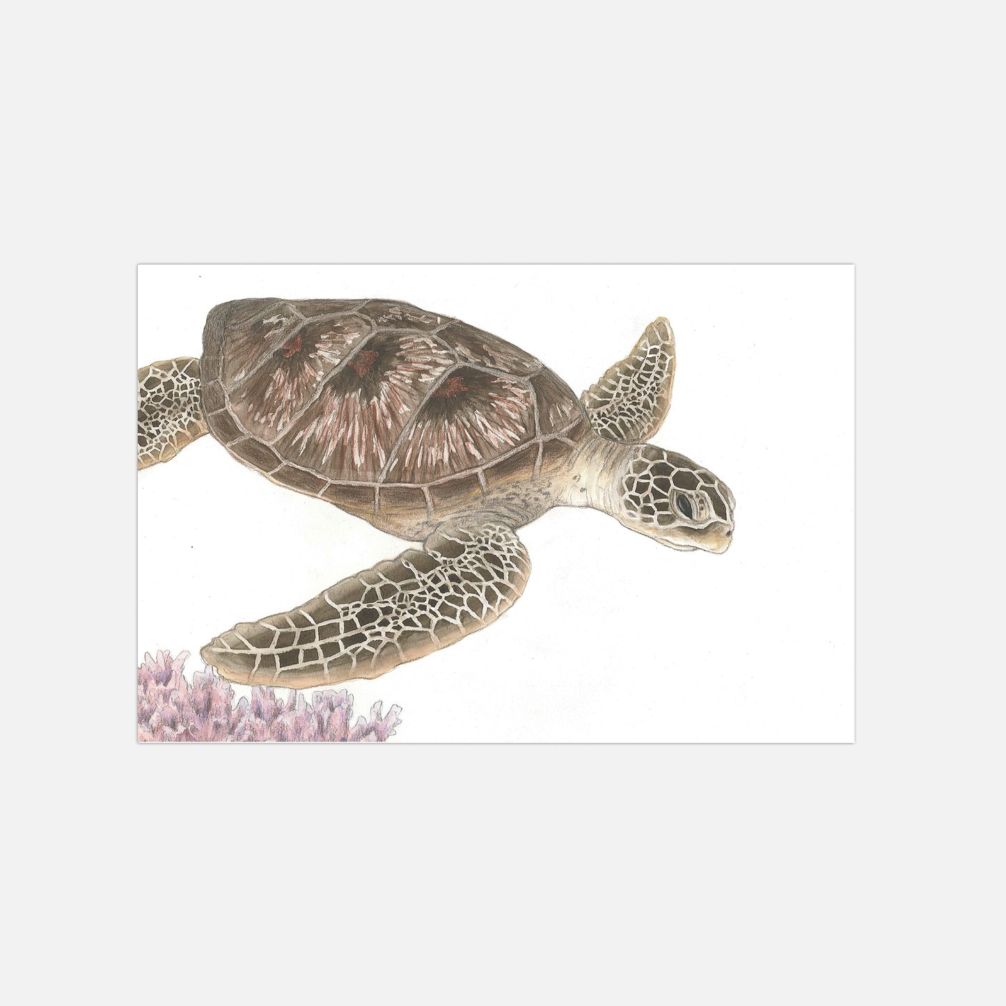 Schildkröte Illustration Poster