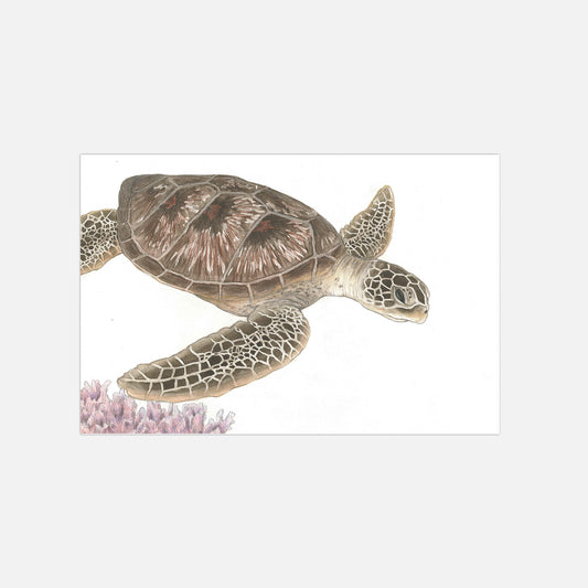 Schildkröte Illustration Poster