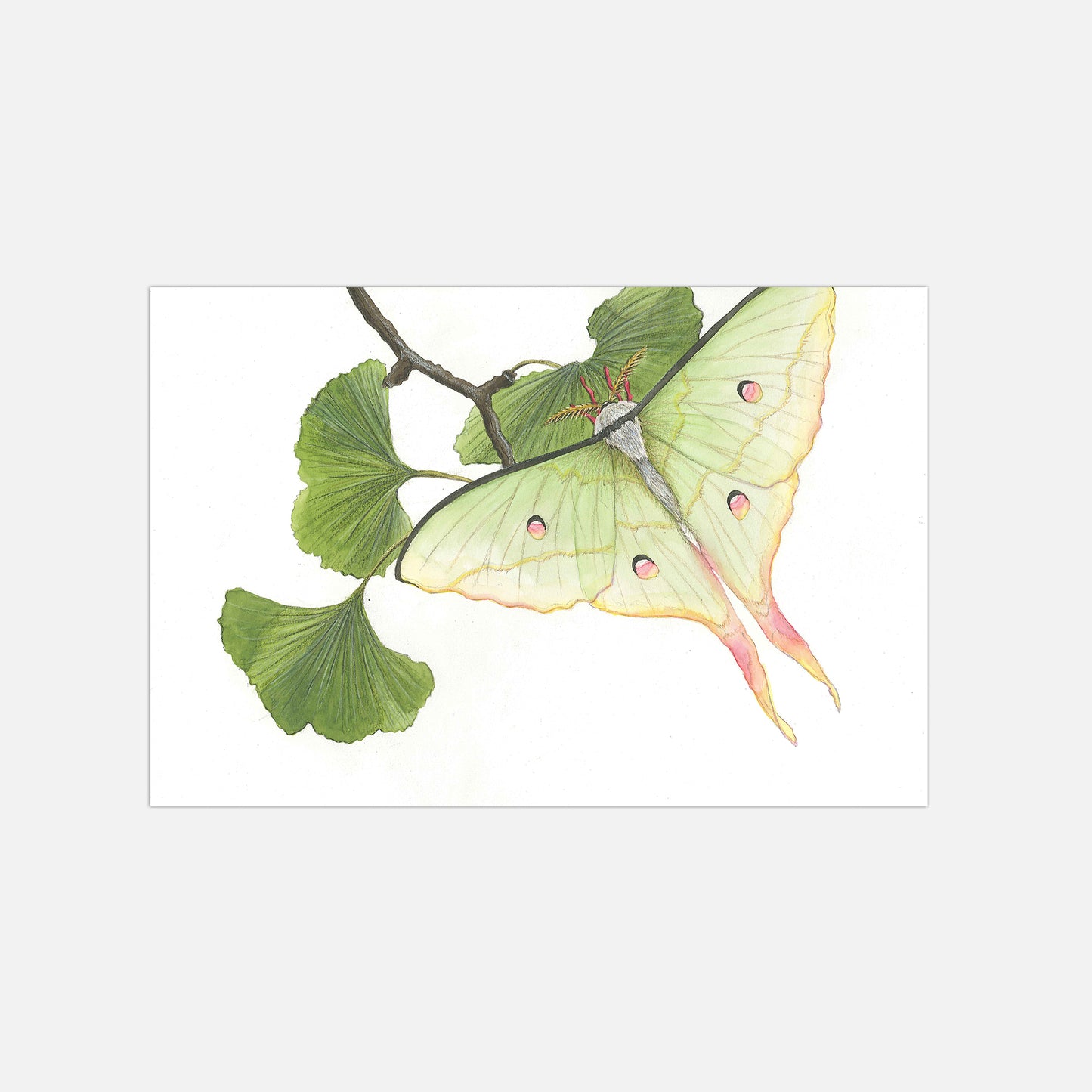 Schmetterling Illustration Poster