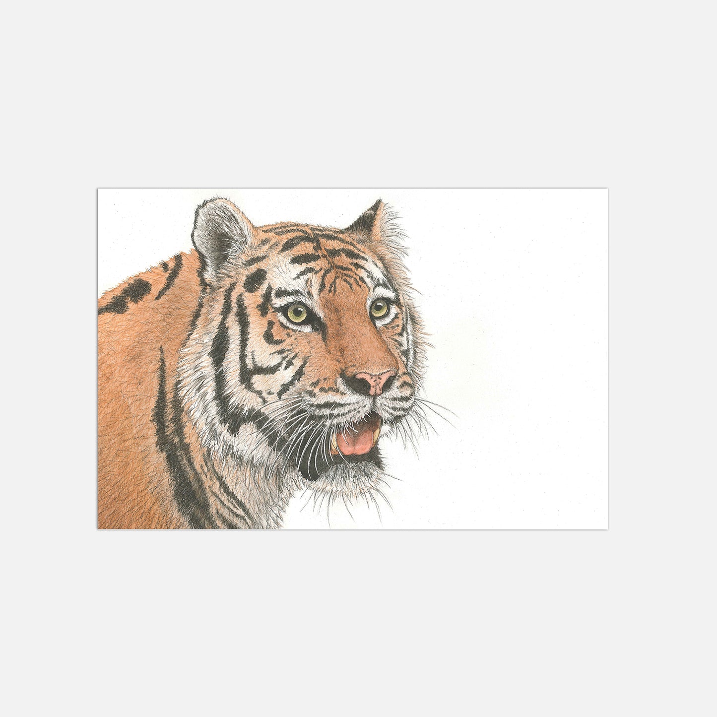 Tiger Illustration Poster