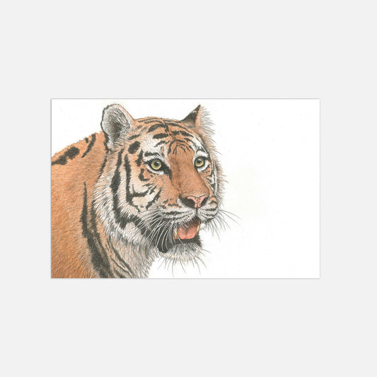 Tiger Illustration Poster