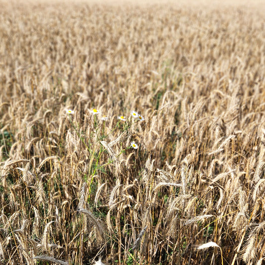 Weizenfeld Fototapete