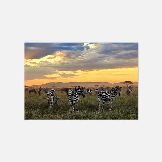 Poster Zebras in Tansania Fotografie