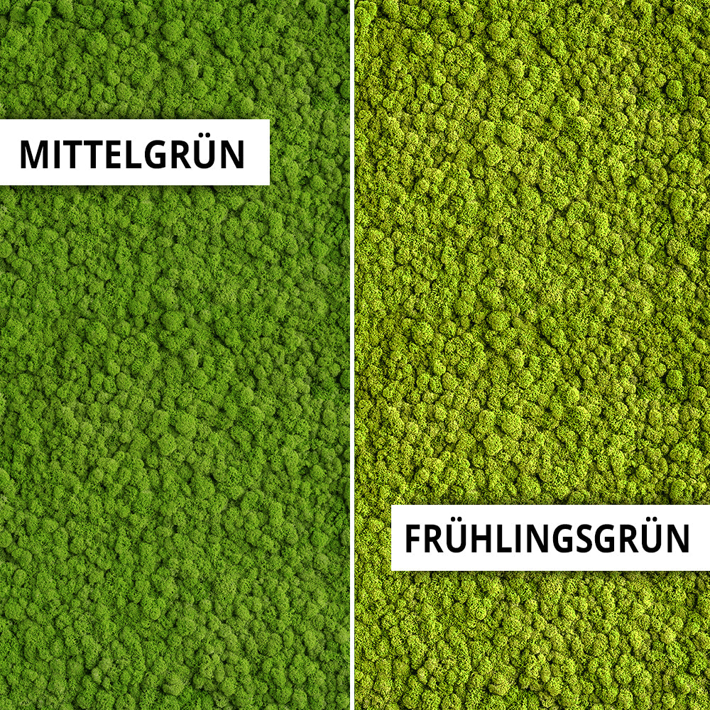 Moosbilder - Moosbilder Islandmoos individuell