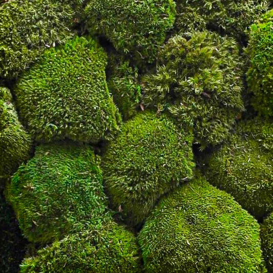 individuelle Naturwände - Mooswand Kugelmoos