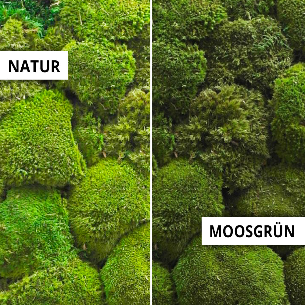 individuelle Naturwände - Mooswand Kugelmoos