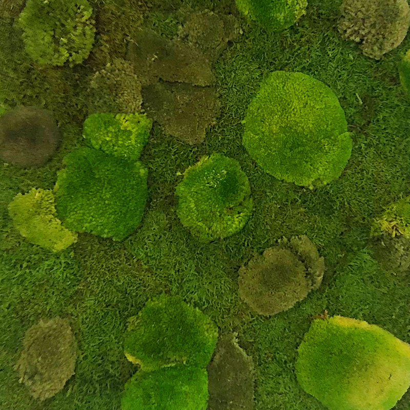 individuelle Naturwände - Mooswand Wald- & Kugelmoos