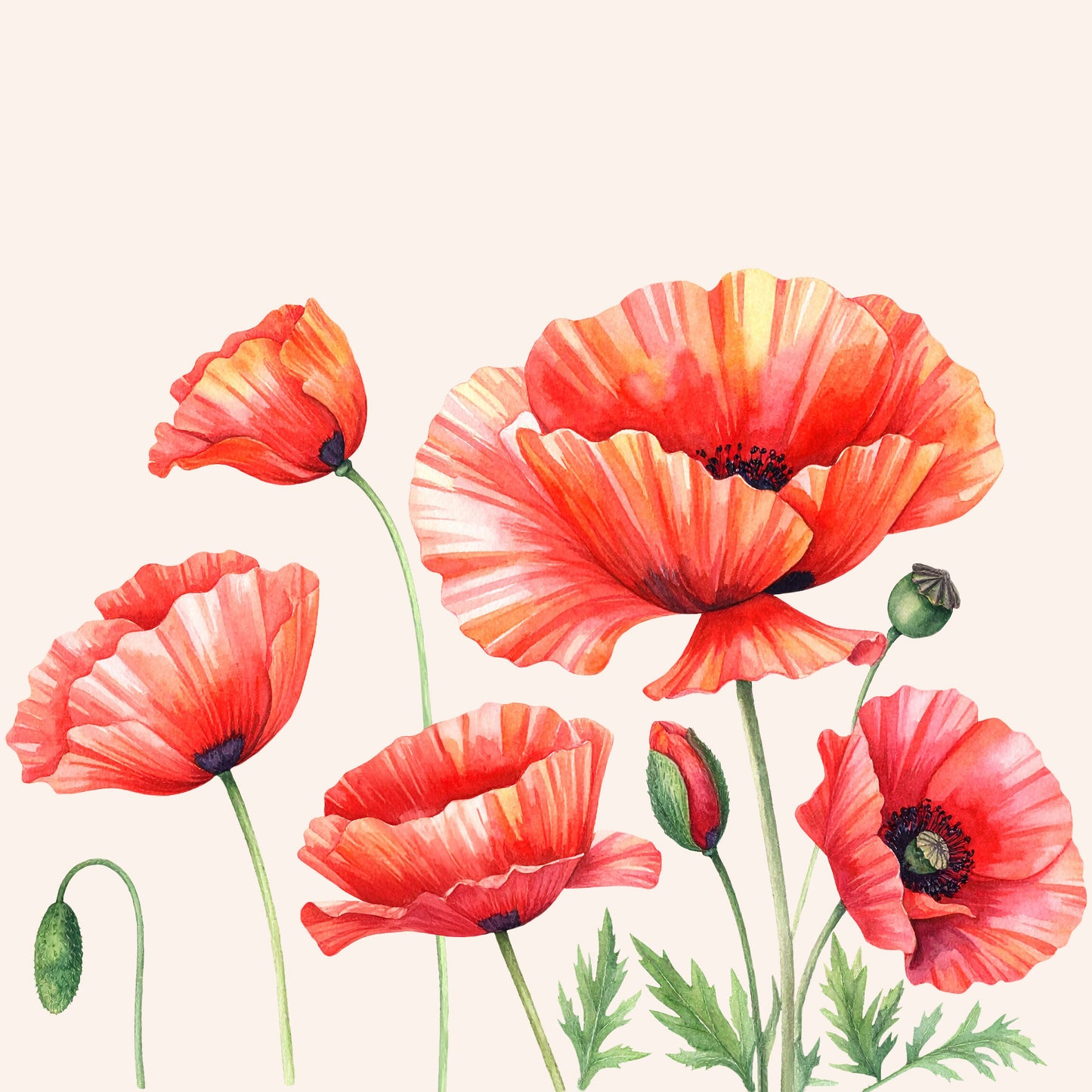 Aquarell-Tapete mit roten Mohnblumen