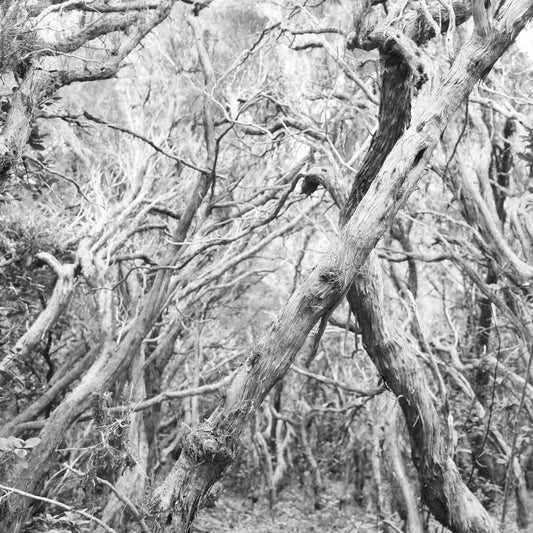 Wald Schwarz Weiß Fototapete