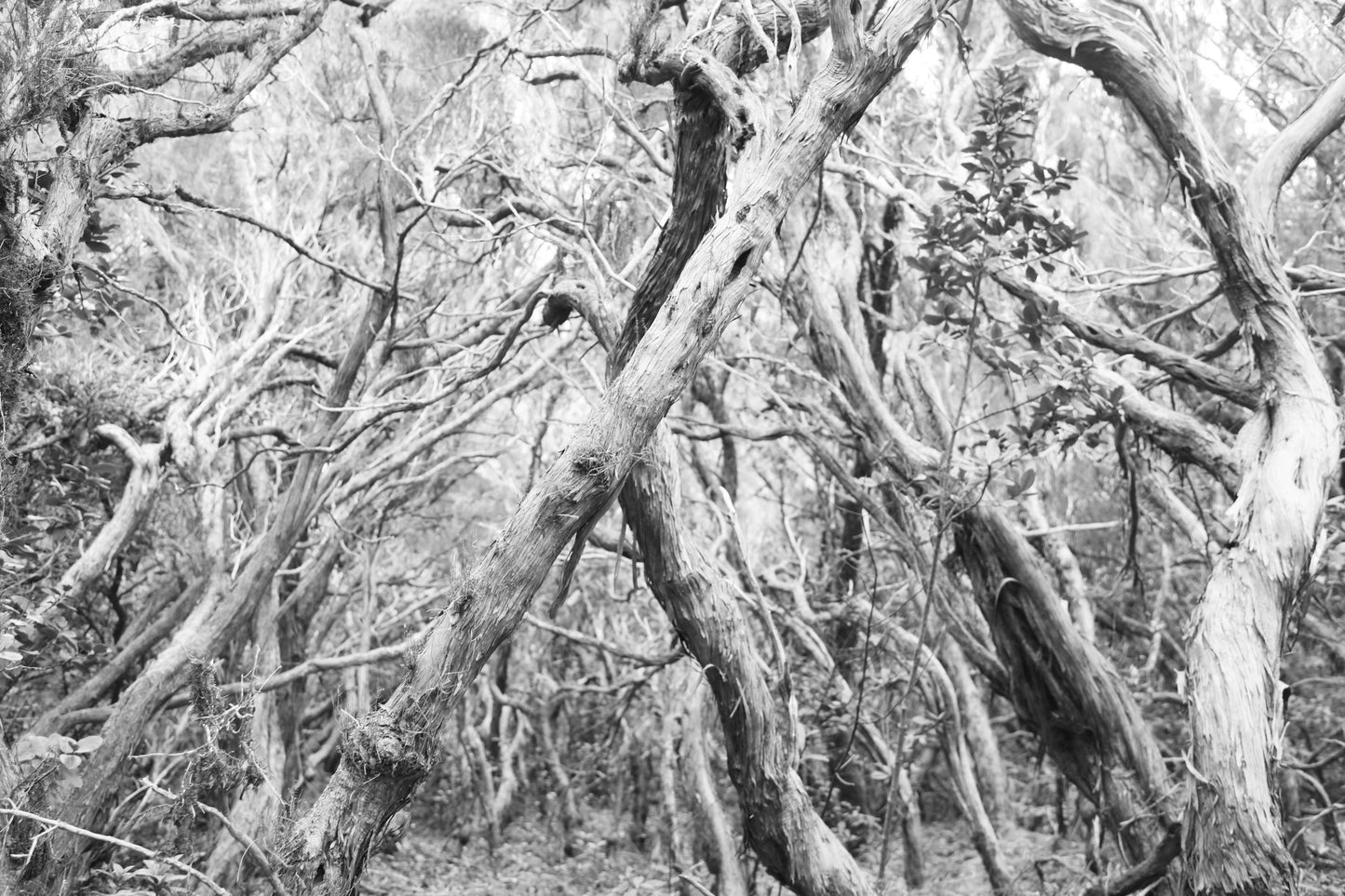 Wald Schwarz Weiß Fototapete