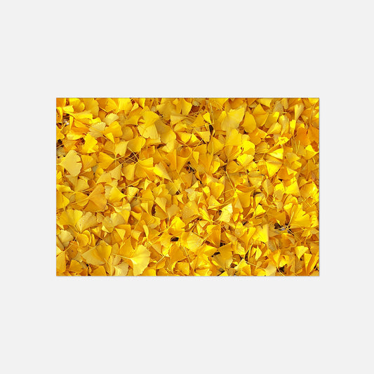 Poster Foto Ginkgo Blätter