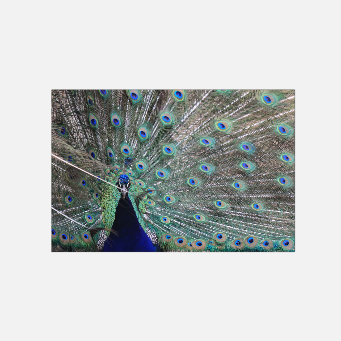 Poster Foto Pfau Vogel