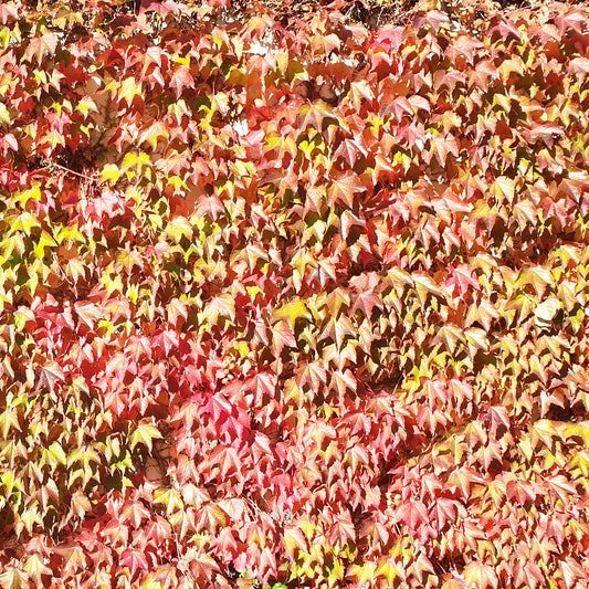 Herbst Farben Blätter Fototapete