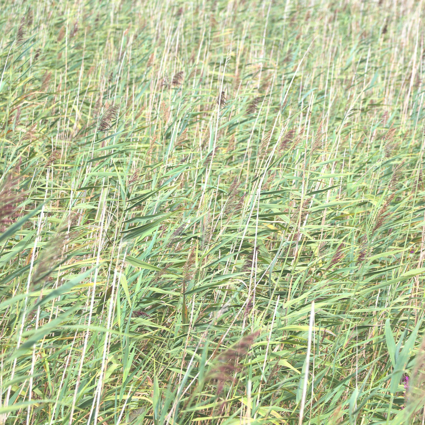 Hochgrass Feld Fototapete