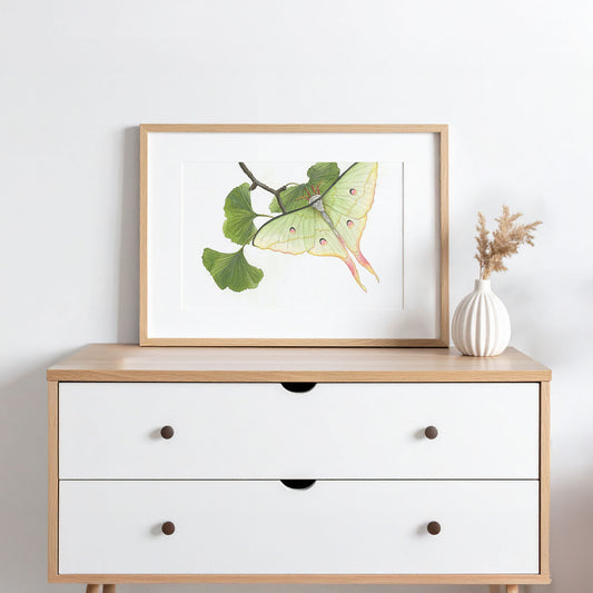 Schmetterling Illustration Poster