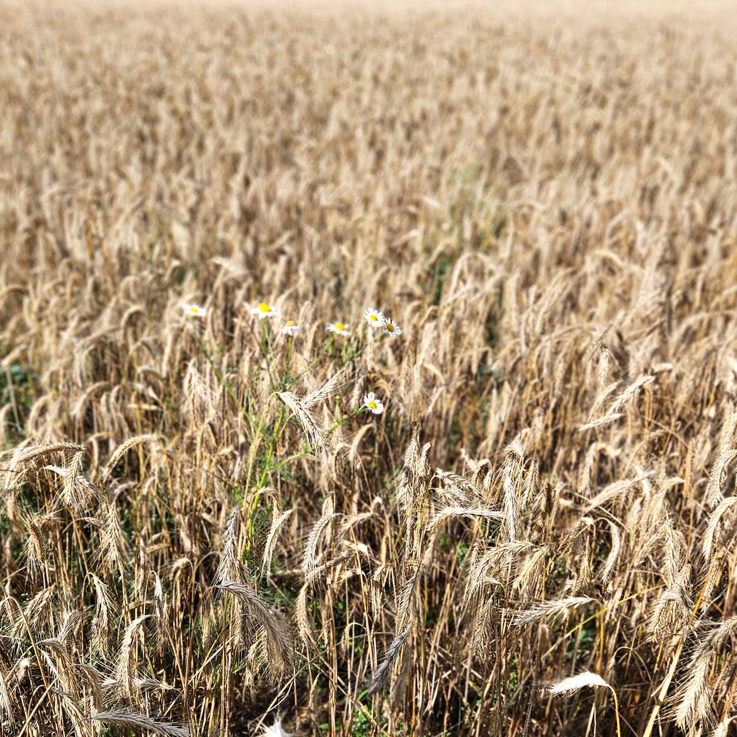 Weizenfeld Fototapete