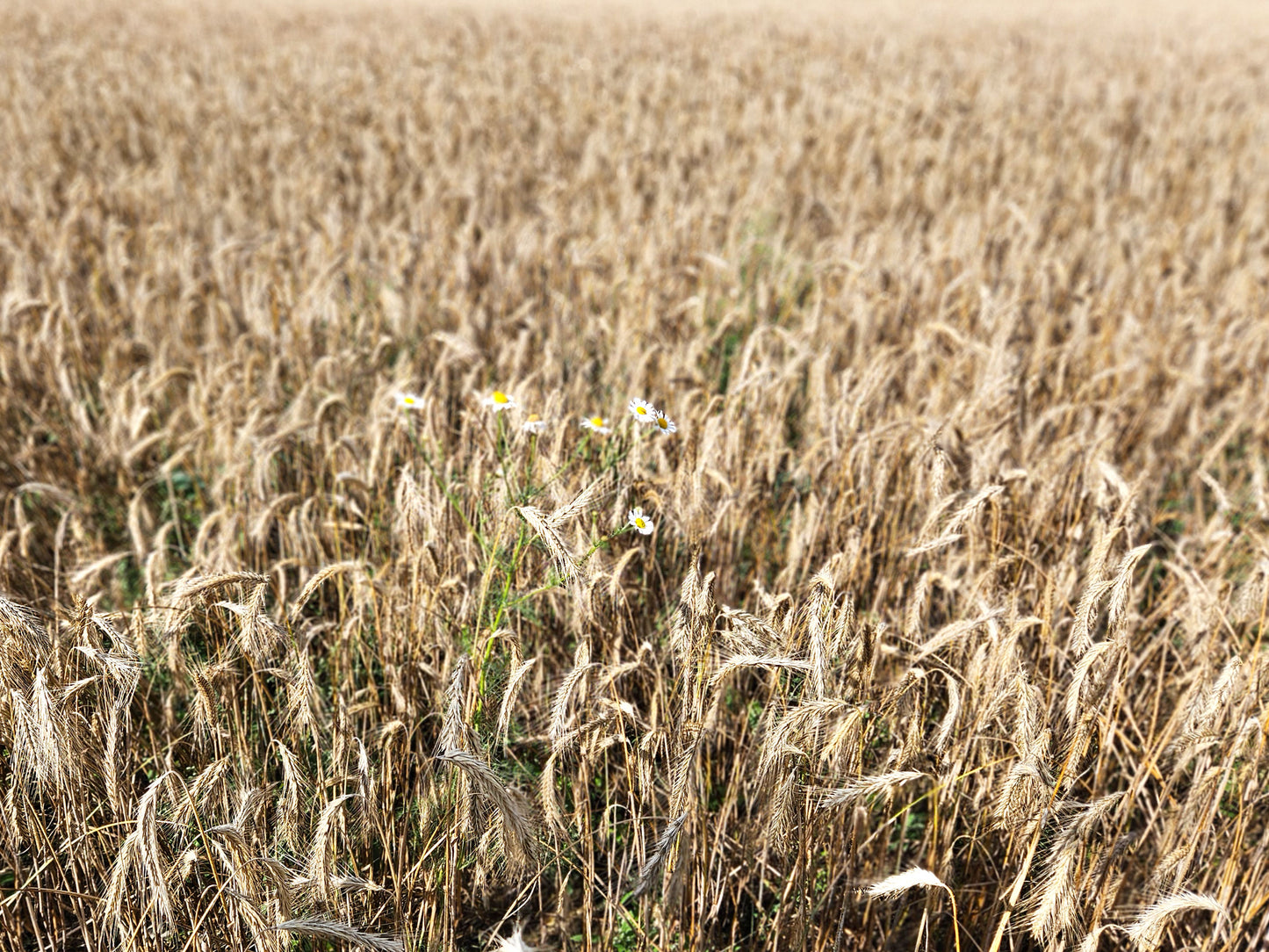 Weizenfeld Fototapete