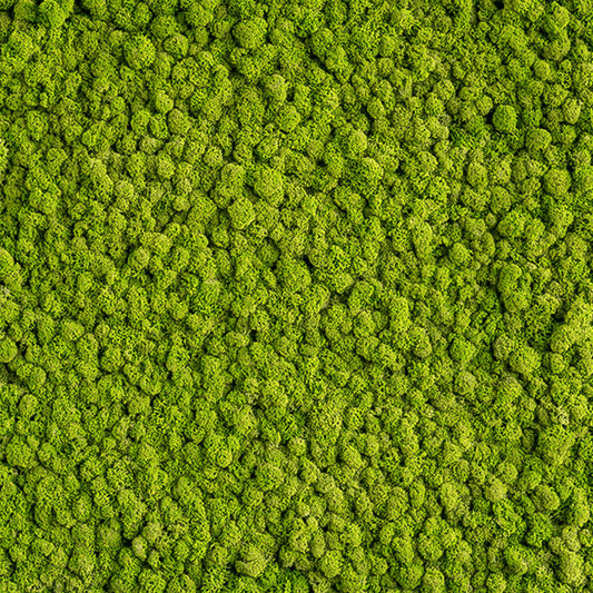 individuelle Naturwände - Mooswand Islandmoos